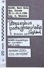 Etiketten zu Propsephus infuscatus (NHMW-ZOO-COL-0010268)